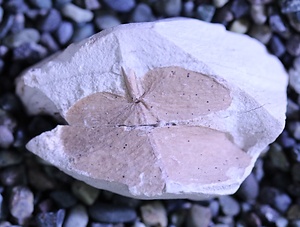 シダ植物の一種