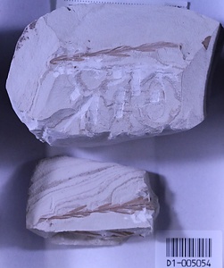 ヌマスギ属の一種