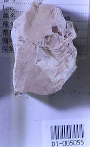 ヌマスギ属の一種