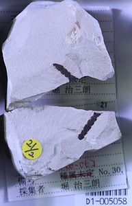 クロベ属の一種