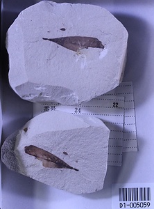 ツルマンリョウ属の一種