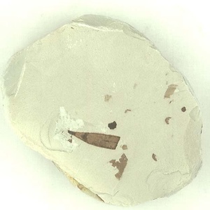 ツルマンリョウ属の一種