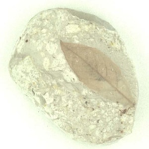 ハイノキ属の一種