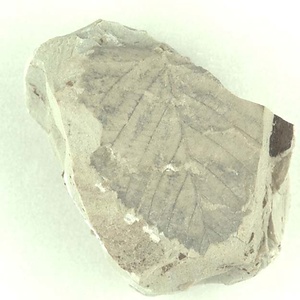 ハンカチノキ属の一種