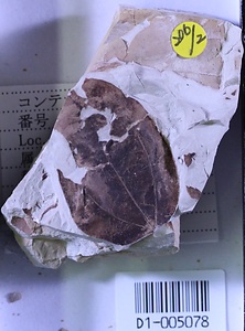 クスノキ属の一種？