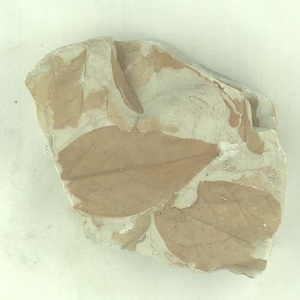 クロモジ属の一種