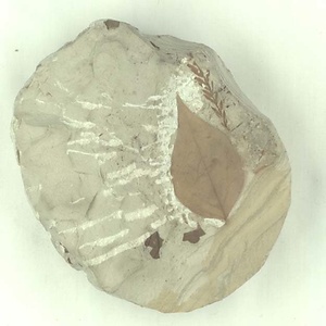 クロモジ属の一種