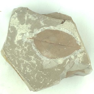 クロモジ属の一種