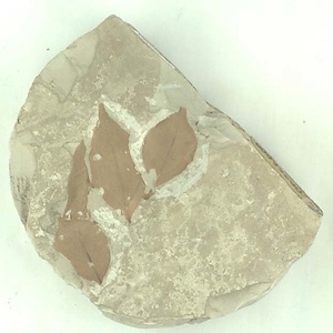 クロモジ属の一種