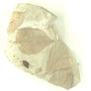 クロモジ属の一種