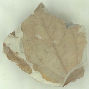 クスノキ属の一種