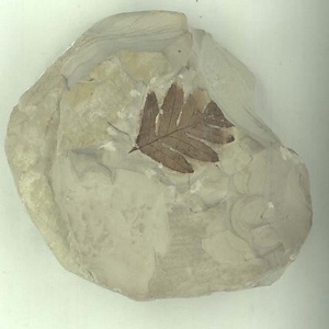 サンザシ属の一種