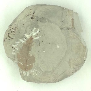 サンザシ属の一種