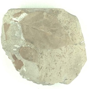 クロモジ属の一種