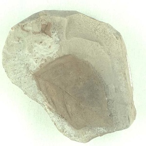 クロモジ属の一種