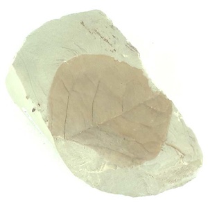 クロモジ属の一種