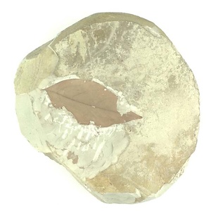 クロモジ属の一種