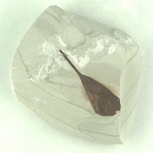 マクリントキア属の一種