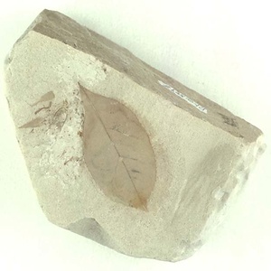 モチノキ属の一種