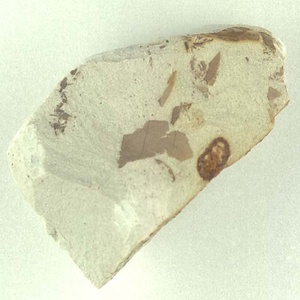 葉の破片の密集層