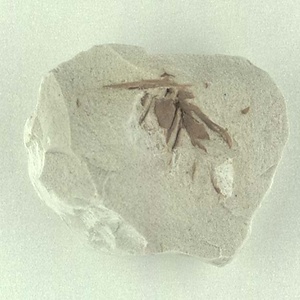 針葉樹類の球果？