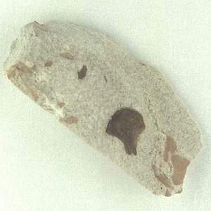 コウヤマキ属の果鱗？