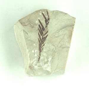 ヌマスギ属の一種