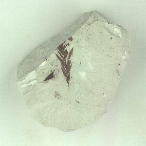 ヌマスギ属の一種