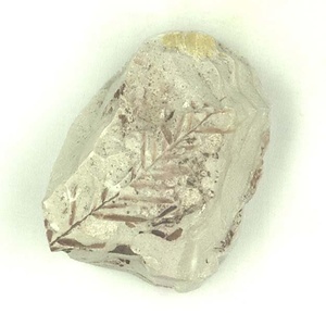 ヌマスギ属の一種