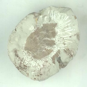 ハンノキ属の一種？