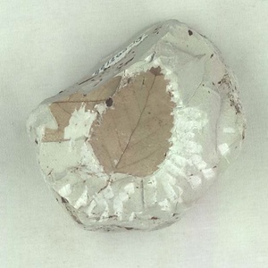 カバノキ属の一種