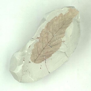 ニセチドリノキ