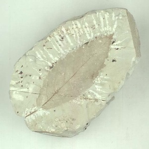 ニセチドリノキ