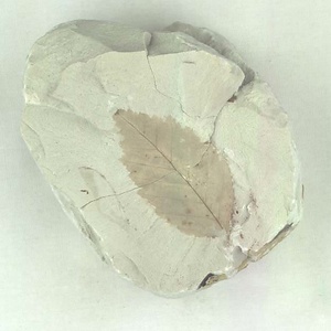 ニセチドリノキ