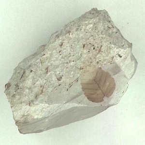 クマシデ属の一種