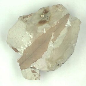 アケボノシラカシ