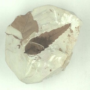 アケボノシラカシ