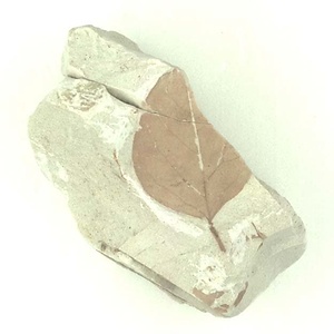 クロモジ属の一種