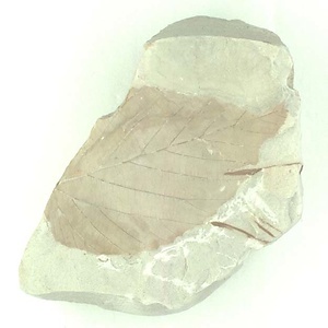 トサミズキ属の一種