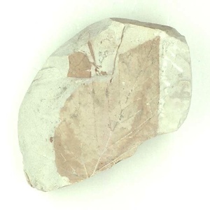 トサミズキ属の一種