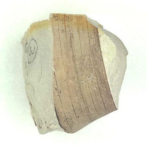 単子葉植物の葉