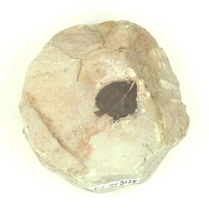 所属不明の種子または果実