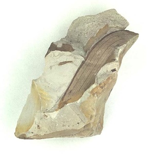 単子葉植物の葉