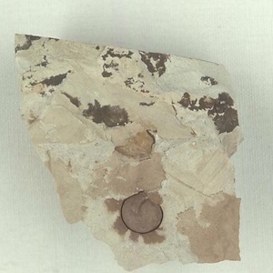 所属不明の種子または果実