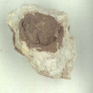 所属不明の種子または果実