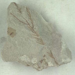 ヌマスギ属の一種