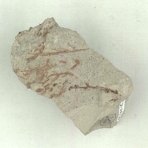 針葉樹類の枝？