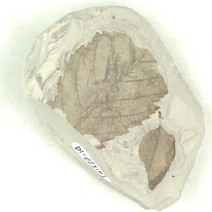 ニセチドリノキ