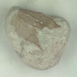 ニセチドリノキ