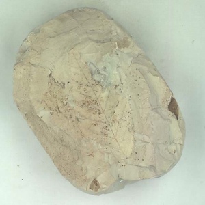 ニセチドリノキ